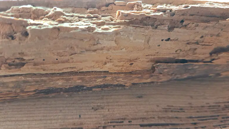 Kinivarpų išgraužta mediena